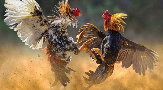 Sau đây là tổng quan về các hoạt động quảng bá hiện tại của 130Bet - 130Bet